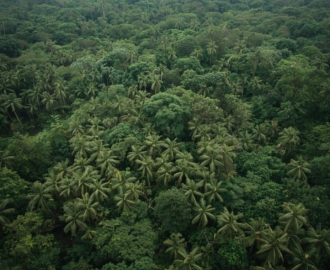 Forêt